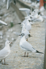 Brown-headed gull in kunming