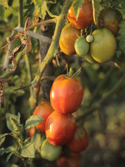 mature and green tomatoes in the garden
