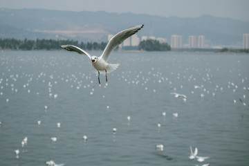 Brown-headed gull in kunming