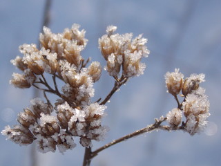 Ледяное цветение.