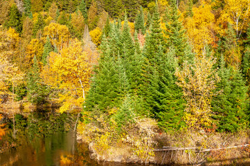 Obraz premium Fall in Quebec. Green firs and yellow birches on the bank of a river