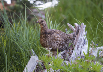 Ruffed Grouse in the Olympic Wilderness, Olympic National Park, Washington