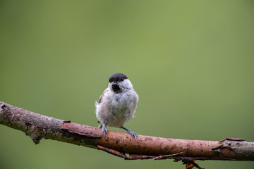 Juvenile Blackcap on a branch