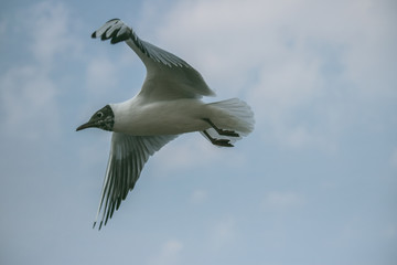 Brown-headed gull in kunming