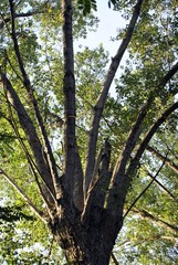Fototapeta premium big tree bramches towards the sky