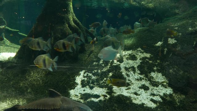 Fish stocks at oceanarium pool