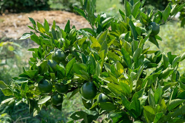 みかん畑(有田市)