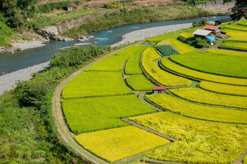 和歌山県　あらぎ島　棚田