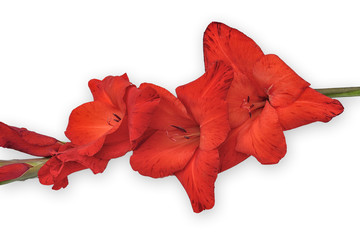 Single red beautiful gladiolus flower isolated on white background