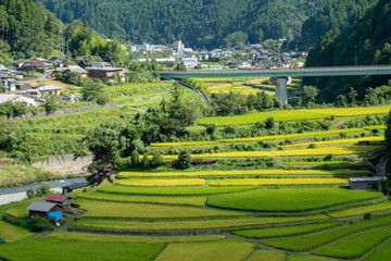 和歌山県　あらぎ島　棚田