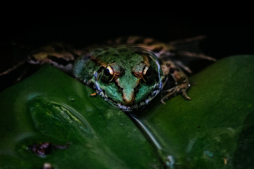 Water frog on Water lily