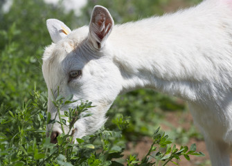 White goat is eating grass, close-up