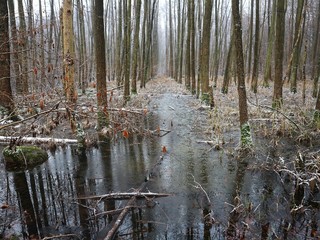Wald im Winter | vereistes Moor | Mecklenburg