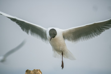 Brown-headed gull in kunming