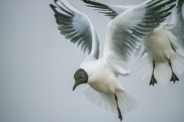 Brown-headed gull in kunming
