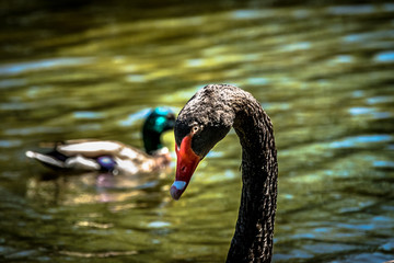 Fototapeta premium Majestic black swan