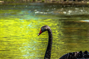 Majestic black swan
