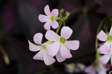 Purple Shamrocks Close-up