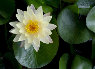 lotus in pond natural green on background