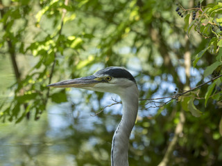 Ardea cinerea. Portrait de héron cendré