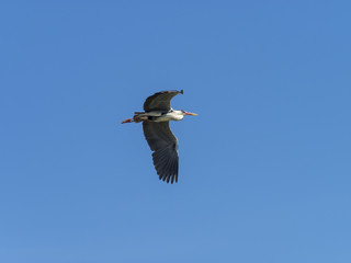 Ardea cinerea. Vol de héron cendré