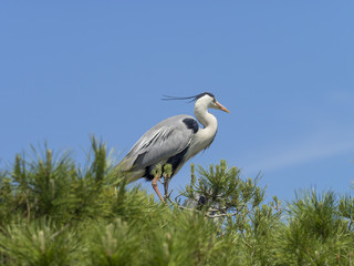 Ardea cinerea. Le héron cendré perché sur un tamaris