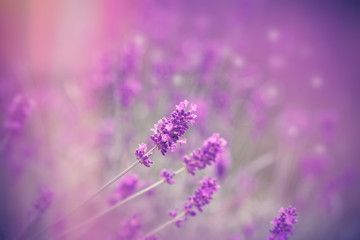 Fototapeta premium Selective focus on beautiful lavender flower, beautiful lavender in flower garden