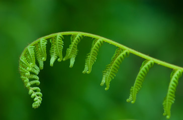 Exotic green tropical ferns with shallow depth of field (dof).