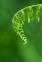 Exotic green tropical ferns with shallow depth of field (dof).