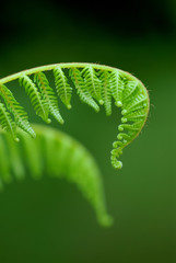 Exotic green tropical ferns with shallow depth of field (dof).