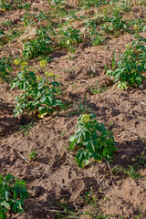 Futtersenf (Sinapis alba L.)