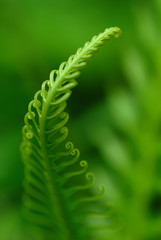 Exotic green tropical ferns with shallow depth of field (dof).