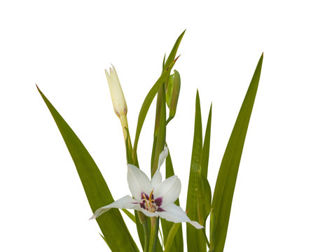 Acidanthera bicolor flower  isolated