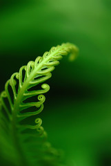 Exotic green tropical ferns with shallow depth of field (dof).