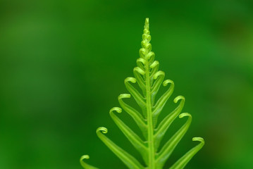 Fototapeta na wymiar Exotic green tropical ferns with shallow depth of field (dof).