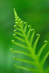 Exotic green tropical ferns with shallow depth of field (dof).