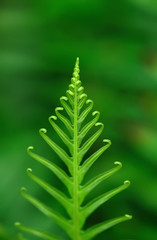 Exotic green tropical ferns with shallow depth of field (dof).