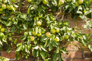 Espaliered apple tree with ripening pink and green apples trained to grow against old brick wall.