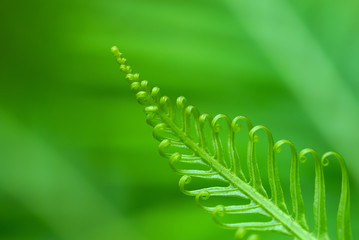 Exotic green tropical ferns with shallow depth of field (dof).