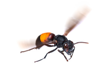 A lesser banded hornet or Vespa affinis is flying isolated on white background