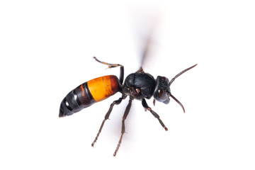 A lesser banded hornet or Vespa affinis is flying isolated on white background