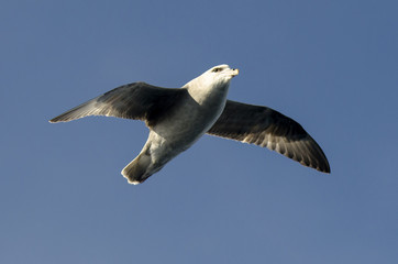 Fulmar boréal,  Pétrel fulmar, .Fulmarus glacialis, Northern Fulmar