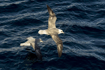 Fulmar boréal,  Pétrel fulmar, .Fulmarus glacialis, Northern Fulmar