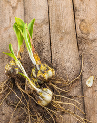 Bulbs  Lilium candidum on a wooden background.