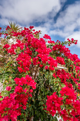 red buganville plant on daylight