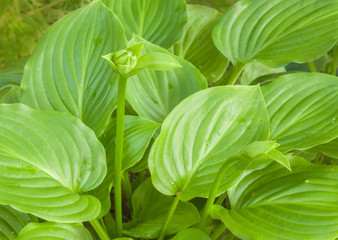Hosta plantain (Hosta plantaginea)