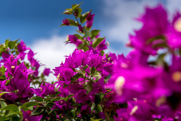 pink buganville with summer blue sky