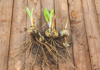 Bulbs  Lilium candidum on a wooden background before planting.