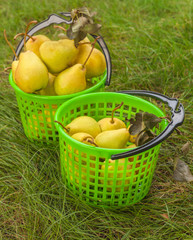 Yellow pears in plastic baskets in the garden