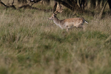 Fallow deer - rutting season
